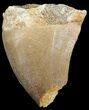 Bargain Mosasaur (Prognathodon) Tooth #43312-1